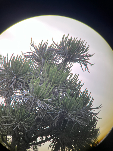 Euphorbia confinalis, photograph 2