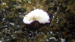 Goniobranchus albopustulosus