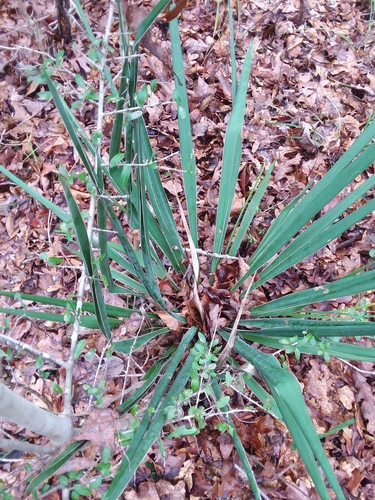 Yucca flaccida