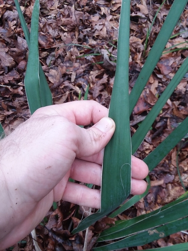 Yucca flaccida