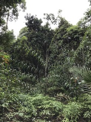 Plectocomia elongata