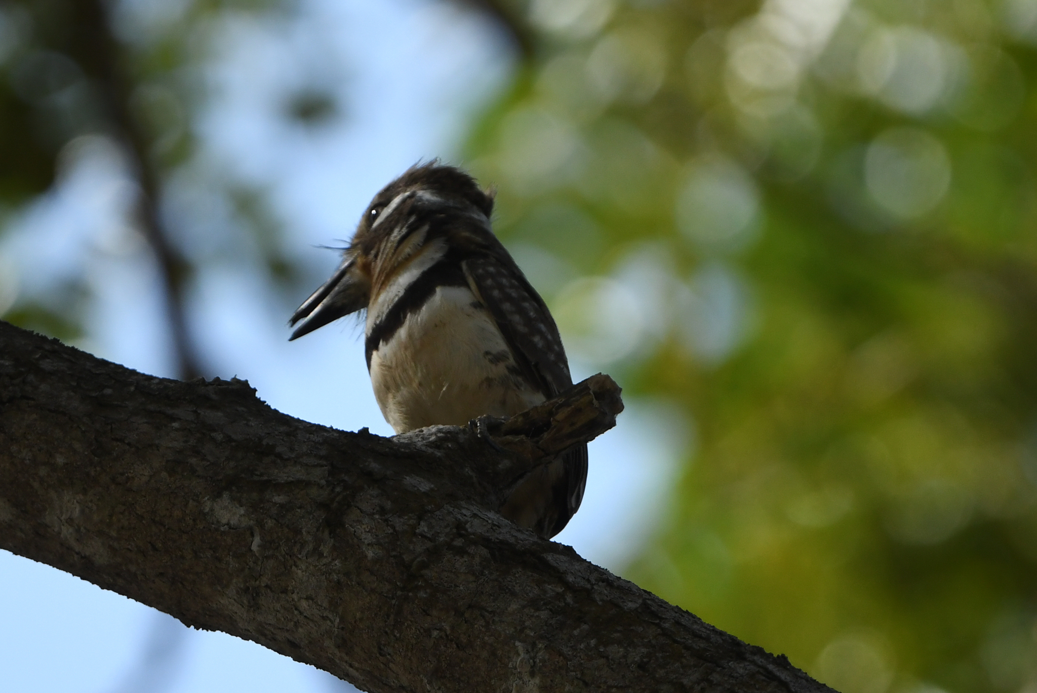 Russet-throated Puffbird (Hypnelus ruficollis), photo 6