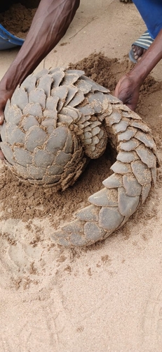 Temminck's Ground Pangolin