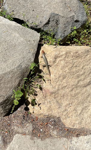 iNaturalist observation photo of Gilbert's Skink