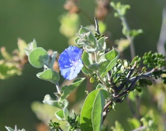 Jacquemontia abutiloides