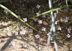 Stenotis asperuloides