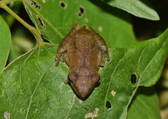 Polypedates megacephalus