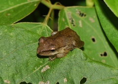 Polypedates megacephalus