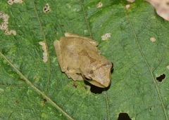 Polypedates megacephalus