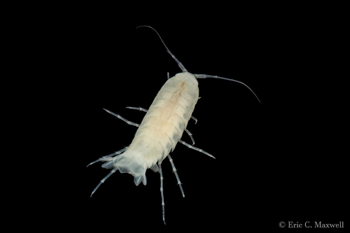 Antrolana lira