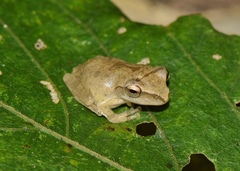 Polypedates megacephalus