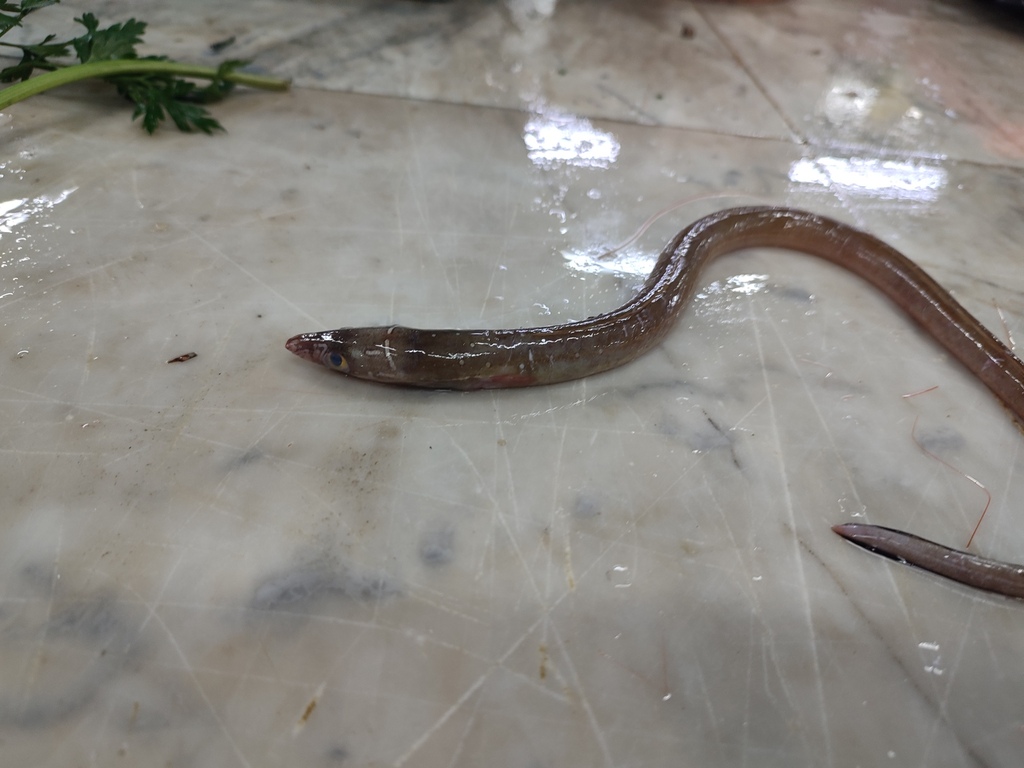 Painted eel (Echelus myrus) — Ophichthidae