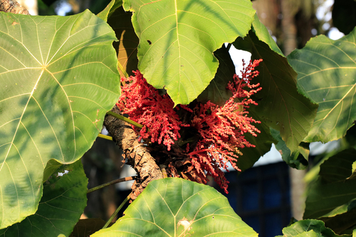 Macaranga grandifolia, photograph 4