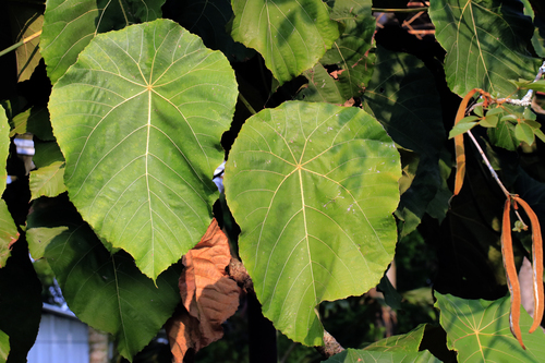 Macaranga grandifolia, photograph 3