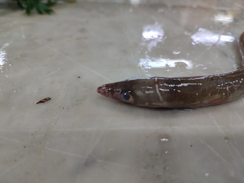 Painted eel (Echelus myrus) — Ophichthidae — 4