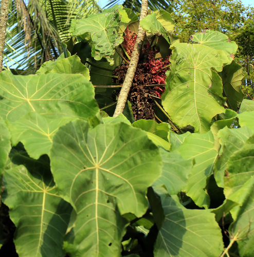 Macaranga grandifolia, photograph 1