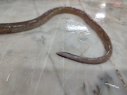 Painted eel (Echelus myrus) — Ophichthidae — 5