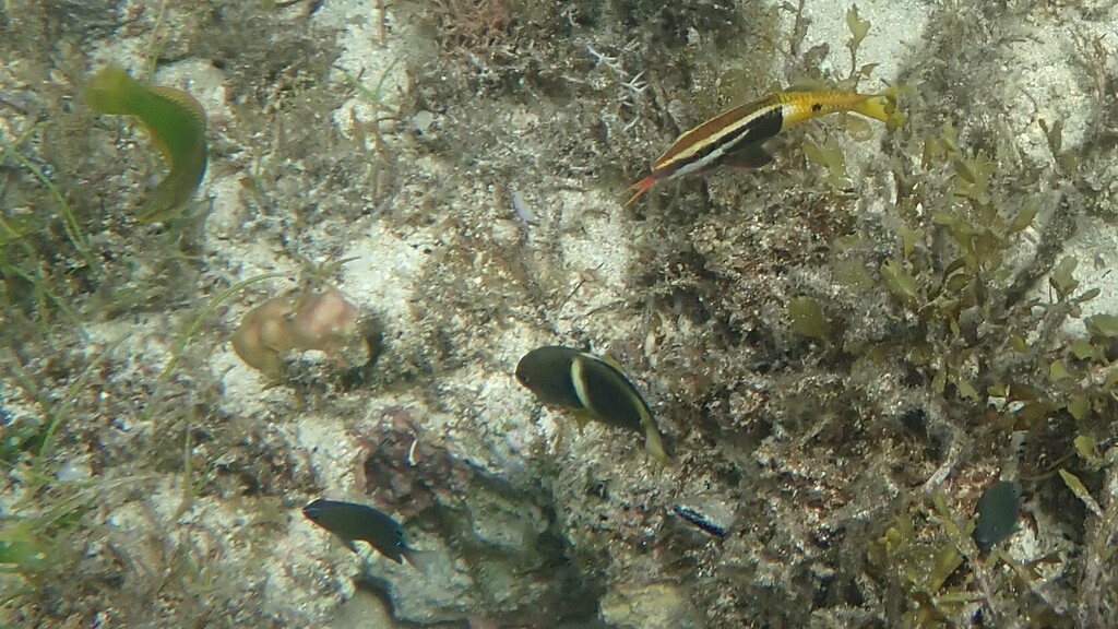 Bicolor goatfish