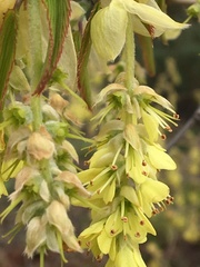 Corylopsis pauciflora