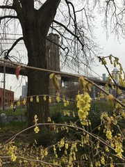 Corylopsis pauciflora