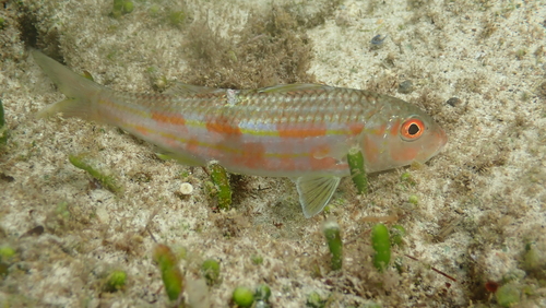 Beach goatfish (Upeneus sulphureus) — Mullidae