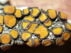 Caloplaca cerina