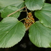Trimeria grandifolia - Photo (c) Sharon Louw, algunos derechos reservados (CC BY-NC), subido por Sharon Louw