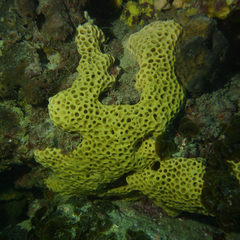 Holopsamma laminaefavosa