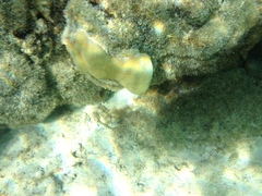 Corythoichthys conspicillatus