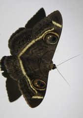 Cyligramma latona