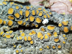 Caloplaca cerina