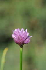 Allium sairamense