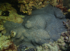 Coscinaraea mcneilli