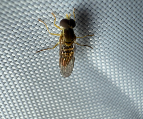 Unknown species found near Bexar County, US-TX, US