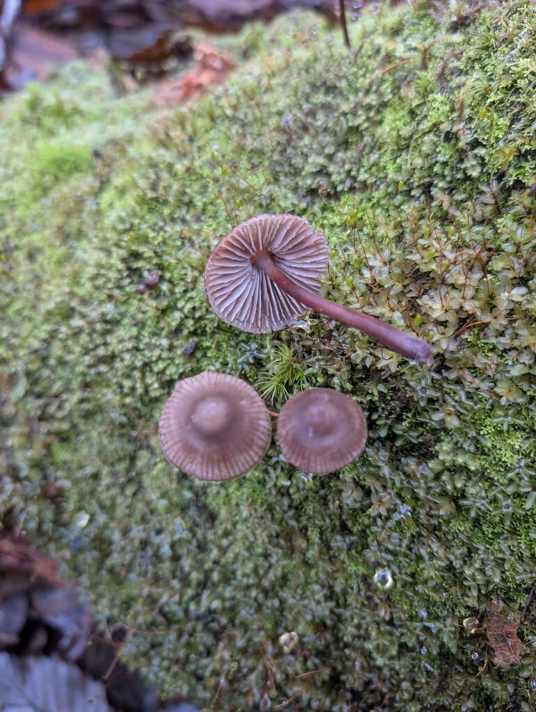 Mycena sp. 'maculata-IN01' · November 2025 · photo: © michaelshan (iNaturalist, cc-by-nc)