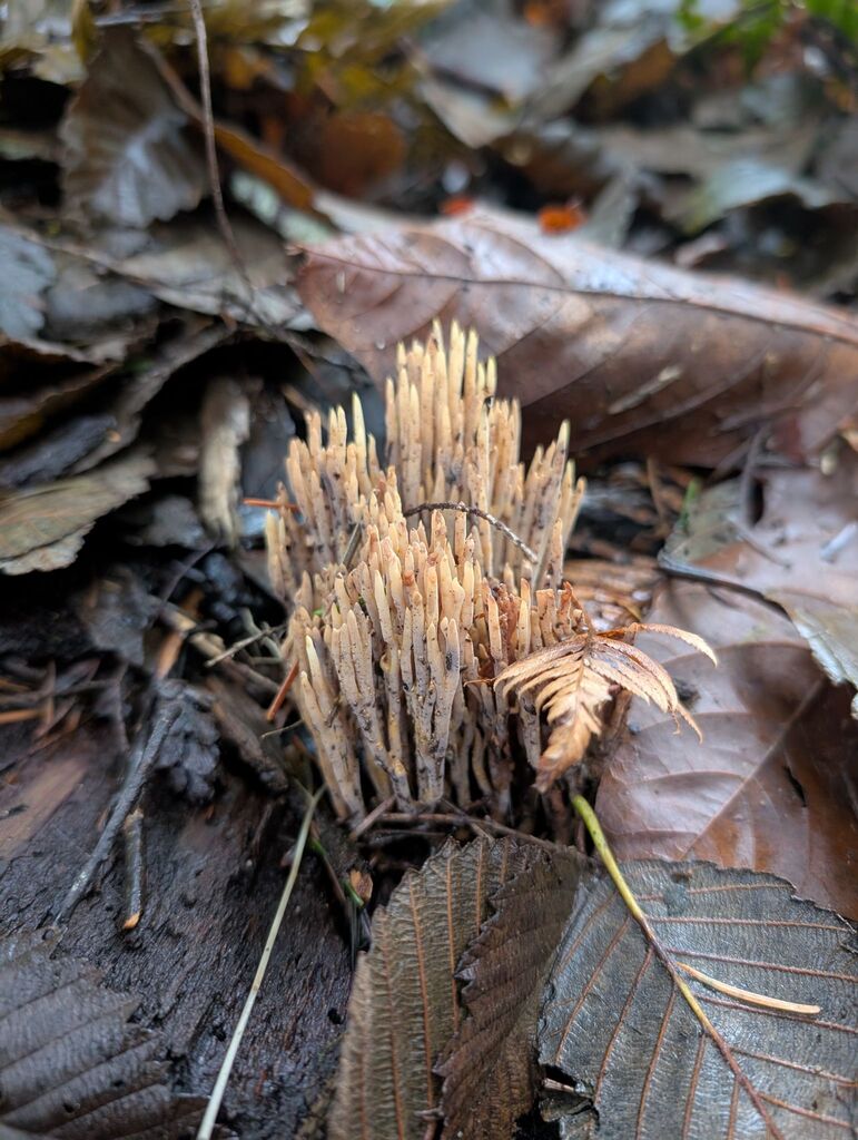 Ramaria sp. 'PNW14'