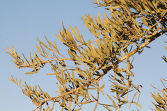 Acacia victoriae
