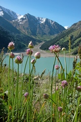 Allium schoenoprasoides