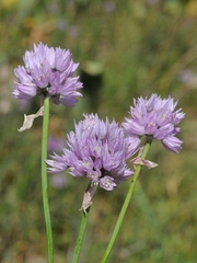 Allium schoenoprasoides