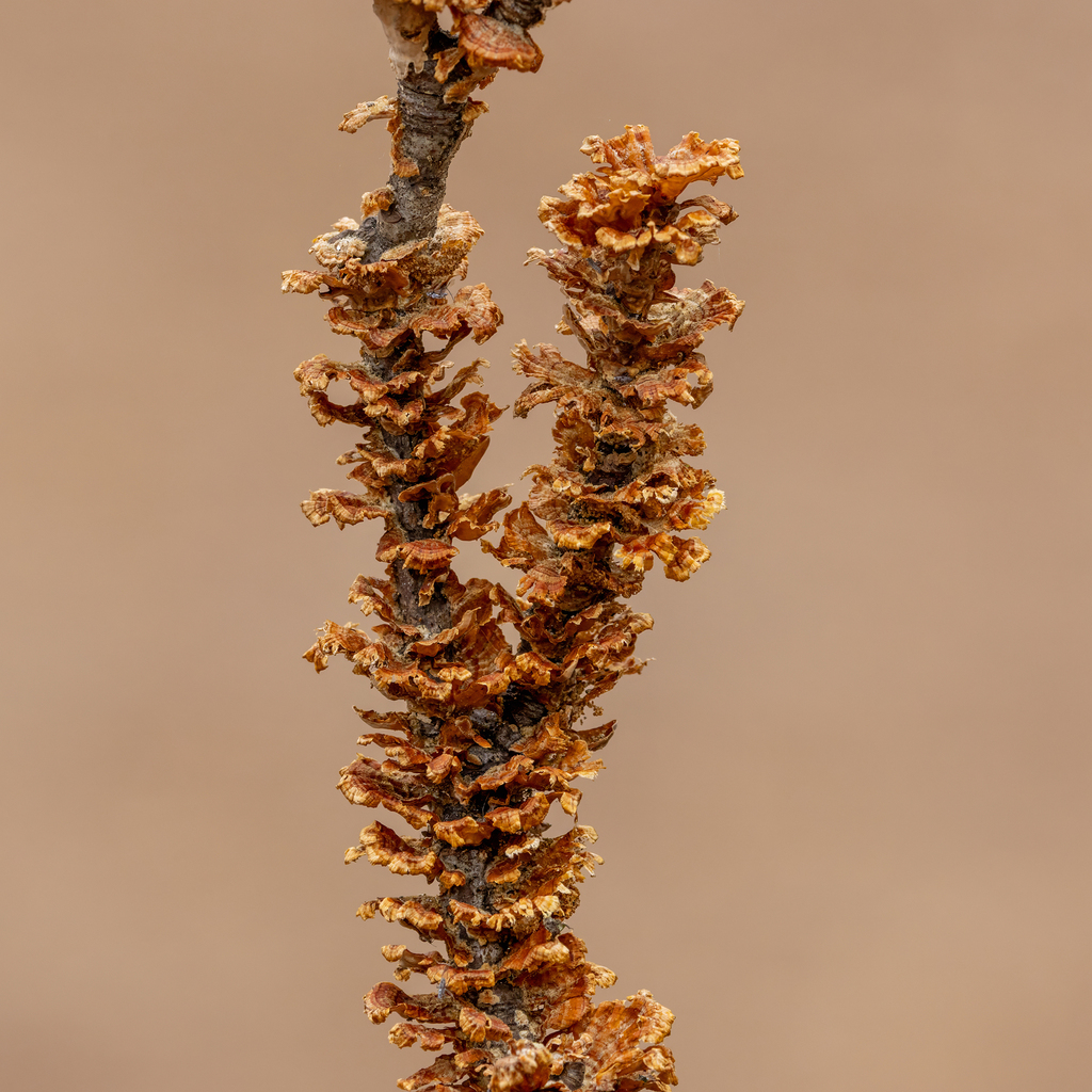 Stereum complicatum · December 2025 · photo: © kodiakgarden (iNaturalist, cc0)