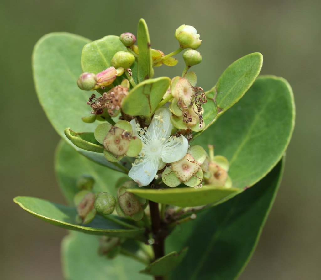 dune myrtle