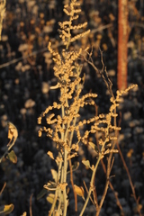 Chenopodium auricomum