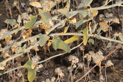 Chenopodium auricomum