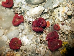 Rufoplaca arenaria