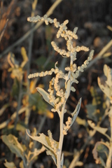Chenopodium auricomum