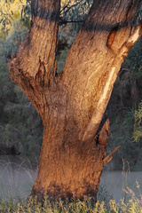 Eucalyptus coolabah