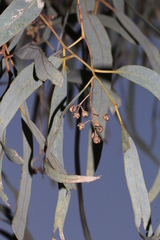 Eucalyptus coolabah