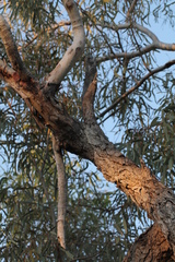 Eucalyptus coolabah