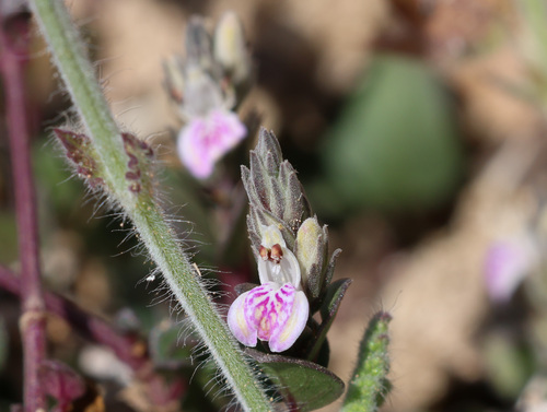 Rostellularia diffusa, 2025-10-31