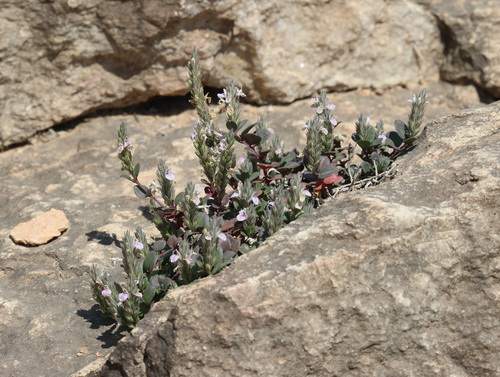 Rostellularia diffusa, 2025-10-31